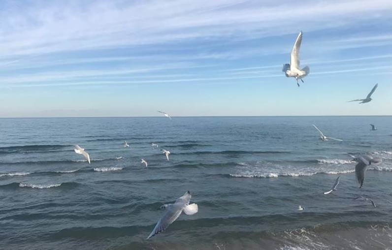 Ein Bild, das drauen, Himmel, Wasser, Wasservgel enthlt.

Automatisch generierte Beschreibung