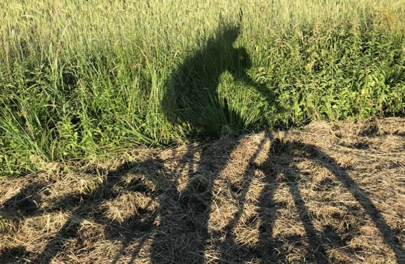 Ein Bild, das drauen, Gras, Pflanze, Feld enthlt.

Automatisch generierte Beschreibung